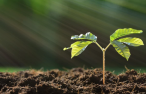 Πότε ξεκίνησε η φωτοσύνθεση στην ιστορία της Γης;