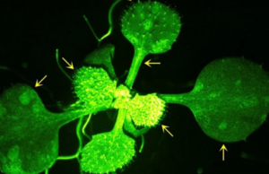 Φυτό καταγράφηκε να “μιλάει“ σε γείτονά του σε πραγματικό χρόνο (ΒΙΝΤΕΟ)