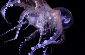 Ανακαλύφθηκαν τέσσερα νέα είδη χταποδιών