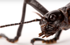 Η εκπληκτική ιστορία του σπανιότερου εντόμου στον κόσμο