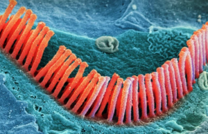 Οβελίσκοι: Ανακαλύφθηκε νέα κατηγορία ζωής στο ανθρώπινο μικροβίωμα