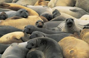 Αργεντινή: Η γρίπη των πτηνών εξόντωσε μια ολόκληρη γενιά θαλάσσιων ελεφάντων