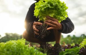 Και τα φυτά έχουν σφυγμό, δείχνουν μελέτες – Πού χρησιμεύει