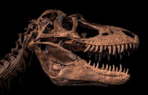 Διακόσια χρόνια από την ανακάλυψη των δεινοσαύρων – Η ιστορία του μεγαλόσαυρου