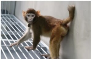 Κίνα: Κλωνοποίησαν πίθηκο – Επιστημονική αντίδραση για τυχόν κλωνοποίσηση ανθρώπου