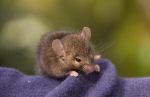 Η έντονη περίοδος ζευγαρώματος του ποντικιού που το οδηγεί στον θάνατο