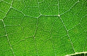 Πότε εμφανίστηκε το πράσινο στη Γη; Απολίθωμα δίνει την αρχαιότερη άμεση ένδειξη