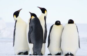 Αγνωστες αποικίες αυτοκρατορικών πιγκουίνων εντοπίστηκαν χάρη στις κουτσουλιές