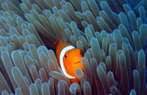 Επιθετικά και αφιλόξενα: Πώς τα ψάρια-κλόουν διώχνουν τους άλλους «Nemo» από τις θαλάσσιες ανεμώνες
