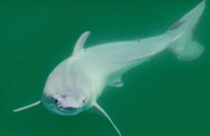 Καταγράφηκε για πρώτη φορά σε κάμερα νεογέννητος λευκός καρχαρίας (Bίντεο)