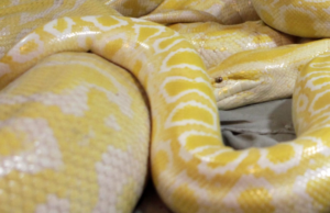 Φίδι 200 κιλά και 8 μέτρα βρέθηκε στον Αμαζόνιο – Το βίντεο που τράβηξαν επιστήμονες