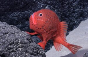 Ανακαλύφθηκαν πάνω από 100 νέα είδη ζωής σε υποθαλάσσια οροσειρά στον βυθό της Χιλής