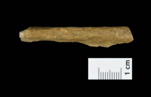 Γερμανία: Προϊστορικά οστά ξαναγράφουν την ιστορία της Ευρώπης