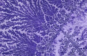 Σπάνιο και «αλλόκοτο» απολίθωμα αποκαλύπτει πώς ήταν τα δέντρα 350 εκατ. χρόνια πριν