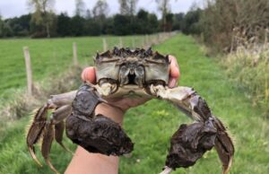 Εκατομμύρια ξενόφερτα καβούρια εισβάλλουν στην Ευρώπη