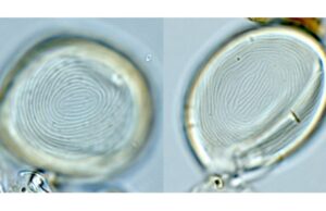 Μικροσκοπικός οργανισμός με συνεχή παρουσία 450 εκατ. χρόνων στη Γη