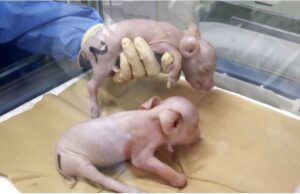 Ιαπωνία: Επιστήμονες κλωνοποίησαν τους πρώτους χοίρους για μεταμοσχεύσεις οργάνων σε ανθρώπους