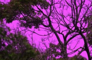 Νέα κάμερα αποκαλύπτει τα χρώματα που βλέπει πραγματικά κάθε ζώο