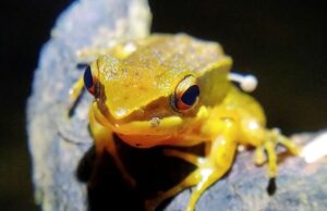 Μανιτάρι που φύτρωσε σε βάτραχο, η νέα παραξενιά της βιολογίας (εικόνες)