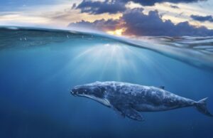 Τα αποδημητικά ζώα εκπέμπουν «SOS» – Υπό εξαφάνιση όλο και περισσότερα είδη, σύμφωνα με τον ΟΗΕ