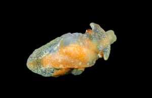 Βρέθηκε μυστηριώδες θαλάσσιο πλάσμα σε βρετανικά ύδατα