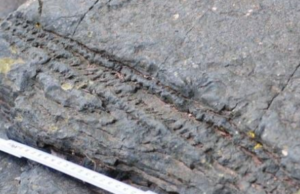 Ανακαλύφθηκε απολιθωμένο δάσος που είναι το αρχαιότερο στη Γη