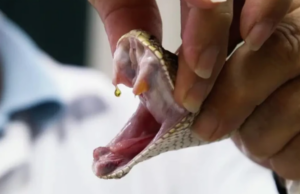 Έρχεται αντιοφικός ορός για όλα τα δηλητήρια φιδιών