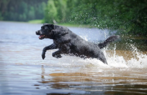 Βρέθηκε η αιτία που τα λαμπραντόρ πεινούν συνεχώς και παίρνουν κιλά