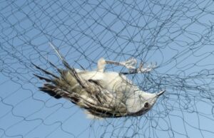 Κύπρος: Συνεχίζεται η σφαγή των αποδημητικών πτηνών – «Εκλεκτό πιάτο» βουτηγμένο στο αίμα