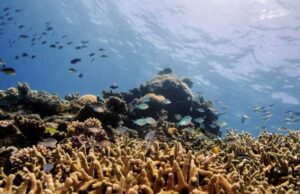 Μεγάλο Κοραλλιογενές Φράγμα: Κίνδυνος απονέκρωσης λόγω ζέστης για το ζωντανό φυσικό μνημείο