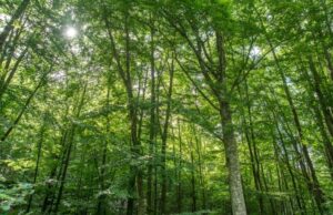 Ανησυχητική έρευνα Αμερικανών επιστημόνων: «Τα δέντρα βήχουν αντί να αναπνέουν»