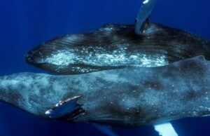 Σπάνια εικόνα-Φωτογραφήθηκαν για πρώτη φορά δύο αρσενικές φάλαινες να κάνουν σεξ