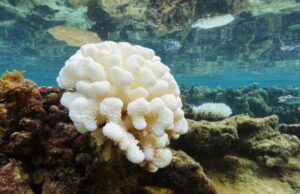 Τα κοράλλια ζουν τη δική τους πανδημία