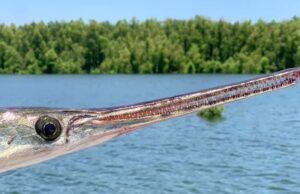 Κροκοδειλόψαρα: Η εξέλιξη μοιάζει να σταμάτησε για αυτά τα ζωντανά απολιθώματα