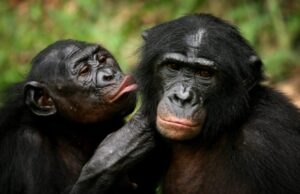 Κι όμως, ο άνθρωπος μεταδίδει περισσότερους ιούς στα ζώα από ό,τι το αντίστροφο