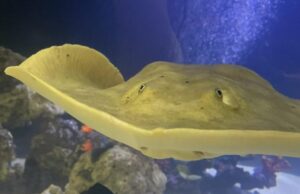 Παρθένο σαλάχι έμεινε έγκυος – Η ασυνήθιστη επιστημονική εξήγηση