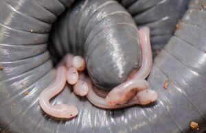 Μοιάζει με σκουλήκι αλλά θηλάζει τα μικρά του όταν κλαίνε – Τι είναι;