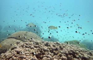 Αυστραλία: Το Μεγάλο Κοραλλιογενές Φράγμα πλήττεται από το χειρότερο επεισόδιο λεύκανσης