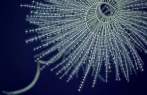 Όταν τα πρώτα ζώα που λάμπουν έριξαν φως στα σκοτάδια των ωκεανών