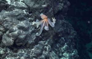 Άγνωστα υποθαλάσσια όρη με μοναδικά οικοσυστήματα εντοπίστηκαν στο Νησί του Πάσχα (βίντεο)