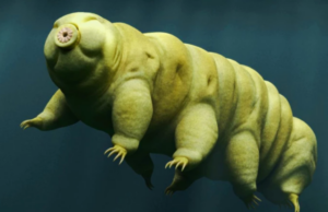 Επιστήμονες ανακάλυψαν γιατί τα βραδύπορα είναι το πιο ανθεκτικό ζώο στη Γη