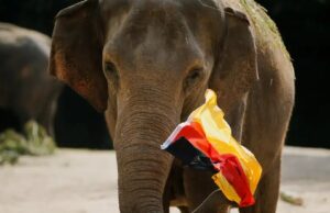 «Αν θέλετε να σας στείλουμε 20.000 ελέφαντες στη Γερμανία» λέει ο πρόεδρος της Μποτσουάνα