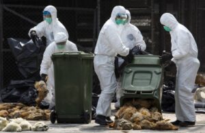 Προειδοποίηση για κίνδυνο πανδημίας από τη γρίπη των πτηνών – Πάνω από 50% η θνητότητα