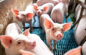 Προ των πυλών οι κλινικές μελέτες μοσχευμάτων από χοίρους