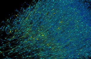 Ερευνητές του Χάρβαρντ και της Google πέτυχαν τη μεγαλύτερη ως τώρα ανακατασκευή τμήματος του ανθρώπινου εγκεφάλου