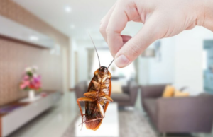 Πώς οι κατσαρίδες εξαπλώθηκαν ανά τον κόσμο (και έγιναν πολύ σκληρές για να πεθάνουν)