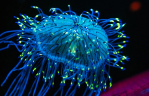 Φωταύγεια: Τι είναι και πότε αναπτύχθηκε;