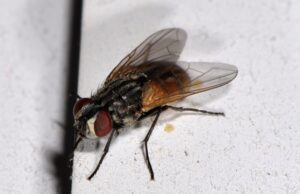 H μύγα τσε-τσε προσέφερε νέο φάρμακο που δρα με διακόπτη «on-off»