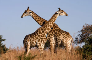 Οι επιστήμονες έλυσαν το μυστήριο πίσω από το γιατί οι καμηλοπαρδάλεις έχουν τόσο μακρύ λαιμό