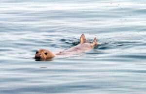 Η Μεσογειακή Φώκια Monachus monachus στην Κύπρο
